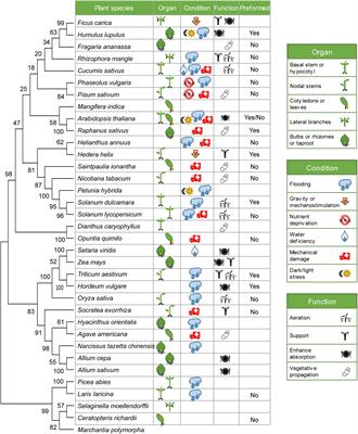 Understanding of Adventitious Root Formation: What Can We Learn From Comparative Genetics?